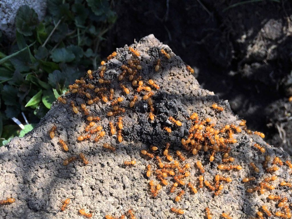 Esse parasita obriga as formigas a matarem a própria rainha