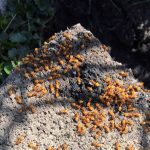 Esse parasita obriga as formigas a matarem a própria rainha