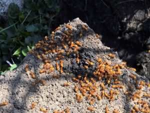 Esse parasita obriga as formigas a matarem a própria rainha