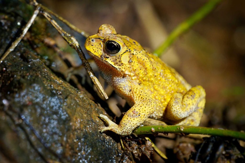 Esse sapo muda de cor dois dias por ano; entenda