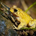 Esse sapo muda de cor dois dias por ano; entenda