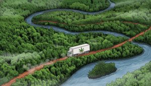 Expansão de facções abrem rota da maconha colombiana no Brasil