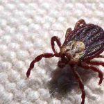 Febre maculosa causa mais duas mortes no interior de São