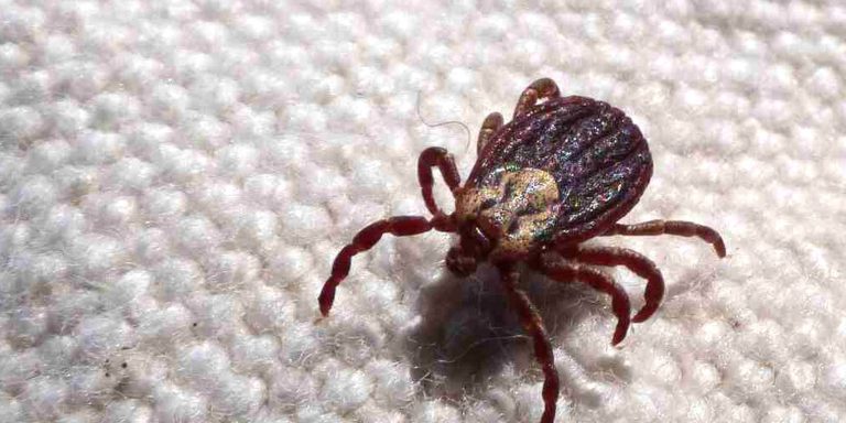 Febre maculosa causa mais duas mortes no interior de São