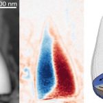Fósseis de milhões de anos de uma criatura desconhecida tem