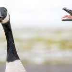 Gansos como cães de guarda? Nesta prisão em SC, isso