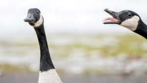 Gansos como cães de guarda? Nesta prisão em SC, isso