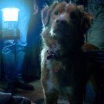 Gostou de Good Boy? Conheça outros 5 filmes narrados pela