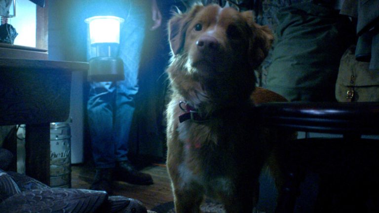 Gostou de Good Boy? Conheça outros 5 filmes narrados pela