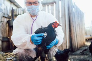 Gripe aviária representa mais risco que Covid-19, diz especialista