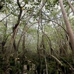 Imesc lança estudo sobre a importância ambiental e econômica dos