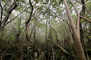 Imesc lança estudo sobre a importância ambiental e econômica dos