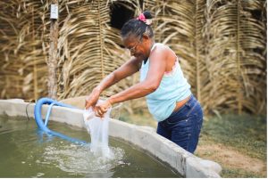 Iniciativa de Arari leva experiência sustentável à COP30 em Belém