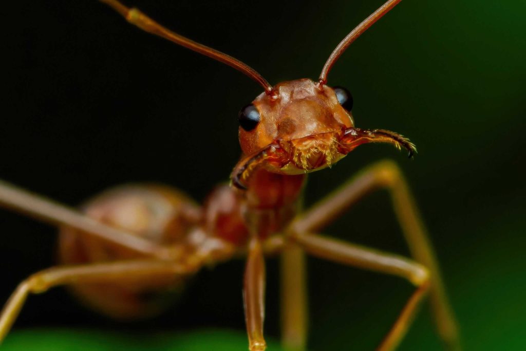 Insetos também são animais? Entenda a confusão entre os termos
