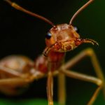 Insetos também são animais? Entenda a confusão entre os termos