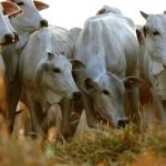 Justiça do Maranhão recebe denúncia contra esquema bilionário de venda