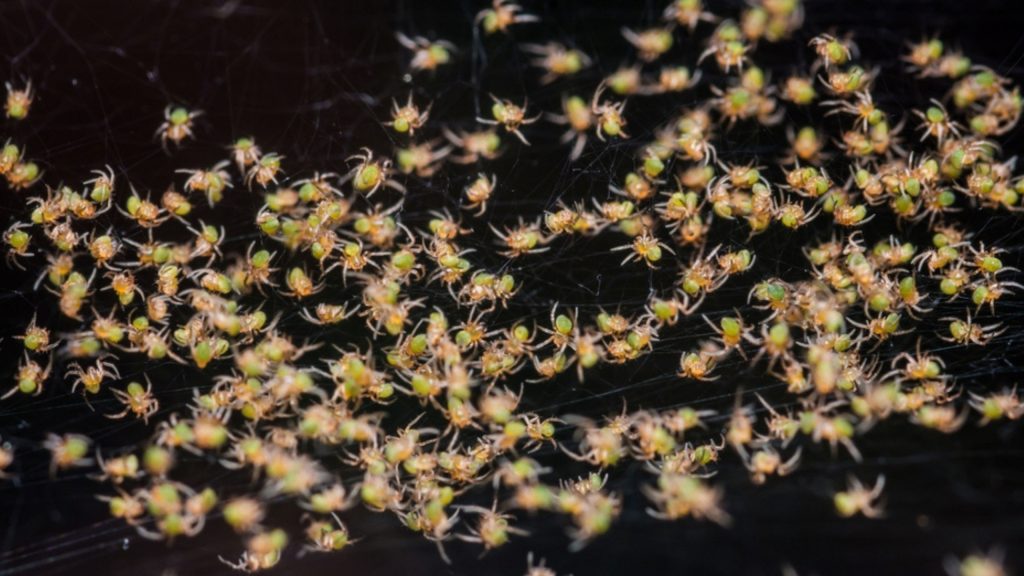 Maior teia do mundo tem 111 mil aranhas