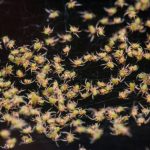 Maior teia do mundo tem 111 mil aranhas