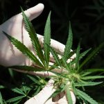 Microdoses de cannabis ajudam contra Alzheimer leve, indica estudo brasileiro