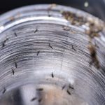 Ministério da Saúde intensificará mobilização contra dengue no Brasil