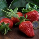 Morango brasileiro dobra produção com variedade Fênix