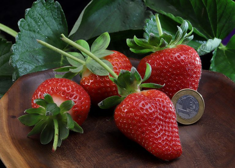 Morango brasileiro dobra produção com variedade Fênix