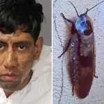 Nos EUA, homem diz que barata o convenceu a matar