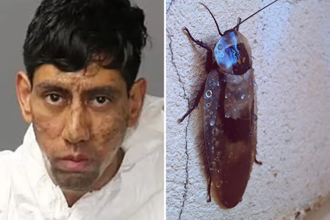 Nos EUA, homem diz que barata o convenceu a matar