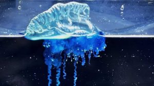 Nova espécie de caravela-portuguesa surge no nordeste do Japão