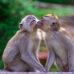 O beijo é mais antigo do que se pensava –