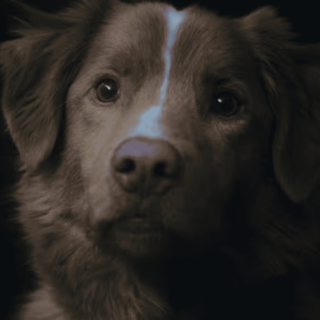 O filme de terror Bom Menino (Good Boy) tem cenas