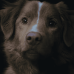 O filme de terror Bom Menino (Good Boy) tem cenas