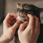 O passado dos gatos estava errado: DNA revela como esses