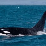 Orcas e tubarões-brancos são flagrados duelando. Quem levou a melhor?