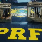 PRF realiza apreensões de aves silvestres na região de Bela