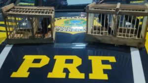 PRF realiza apreensões de aves silvestres na região de Bela