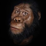 Pé de 3 milhões de anos pode ser ancestral humano