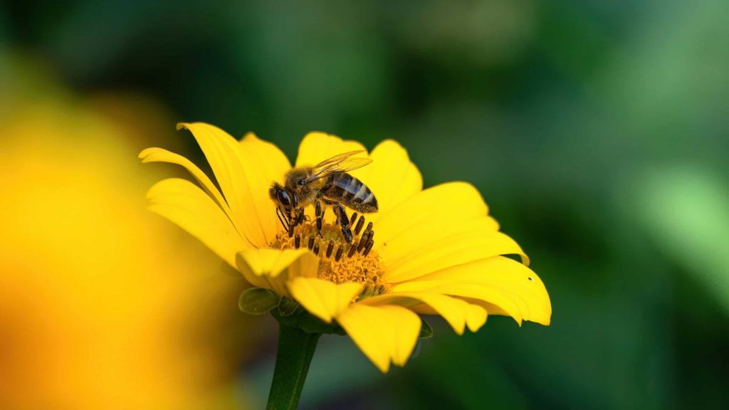 Por que as abelhas “explodem” ao acasalar?