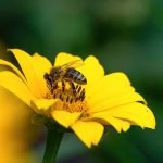 Por que as abelhas “explodem” ao acasalar?