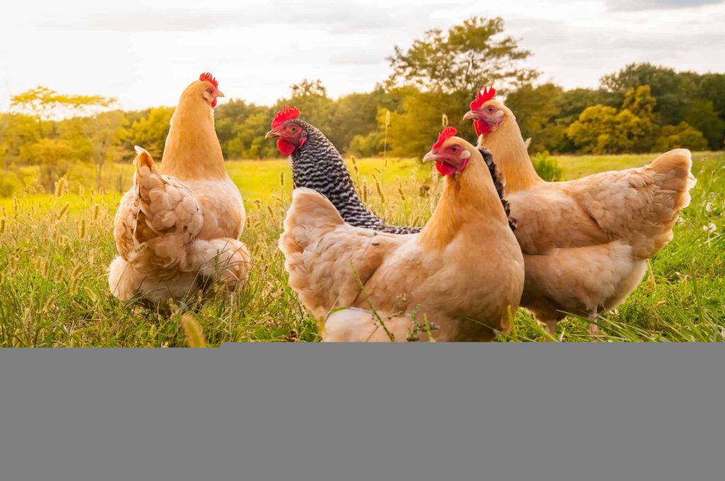 Por que comemos galinha, mas não cisnes ou gaivotas? A