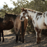 Qual a diferença entre cavalo, jumento e burro?