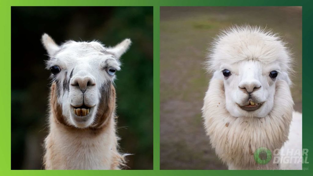 Qual a diferença entre lhamas e alpacas? Veja como reconhecer