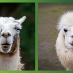 Qual a diferença entre lhamas e alpacas? Veja como reconhecer