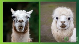 Qual a diferença entre lhamas e alpacas? Veja como reconhecer