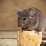 Ratos gostam mesmo de queijo? O que a ciência diz