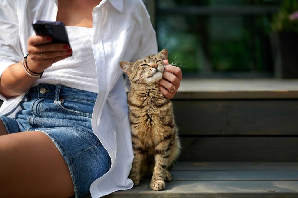 Segundo novo estudo, gatos falam — nós é que não