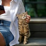 Segundo novo estudo, gatos falam — nós é que não