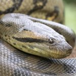 Sucuri-verde: a cobra mais pesada e forte do mundo