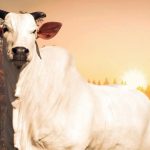 Vaca mais cara do mundo vai a leilão em Foz