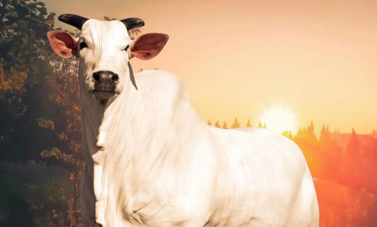 Vaca mais cara do mundo vai a leilão em Foz